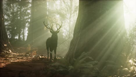 Beautiful-deer-in-the-forest-with-amazing-lights-at-morning